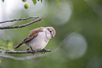 red-backed shrike