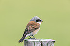 red-backed shrike