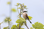 red-backed shrike