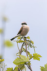red-backed shrike