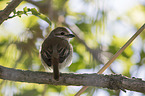 red-backed shrike