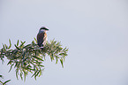 red-backed shrike