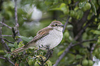 red-backed shrike