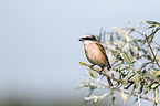 red-backed shrike