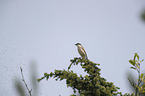 Red-backed Shrike