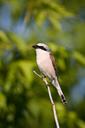 red-backed shrike