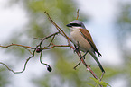 red-backed shrike