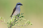 red-backed shrike