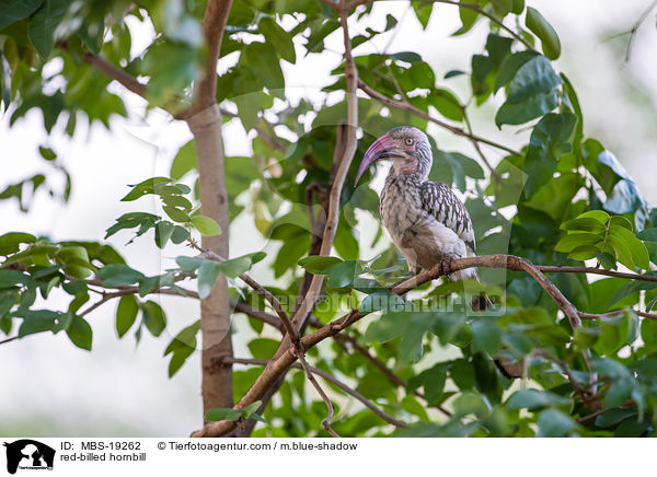 Rotschnabeltoko / red-billed hornbill / MBS-19262