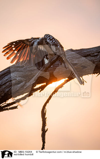 red-billed hornbill / MBS-19264