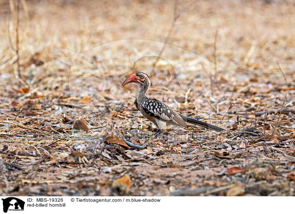 red-billed hornbill / MBS-19326