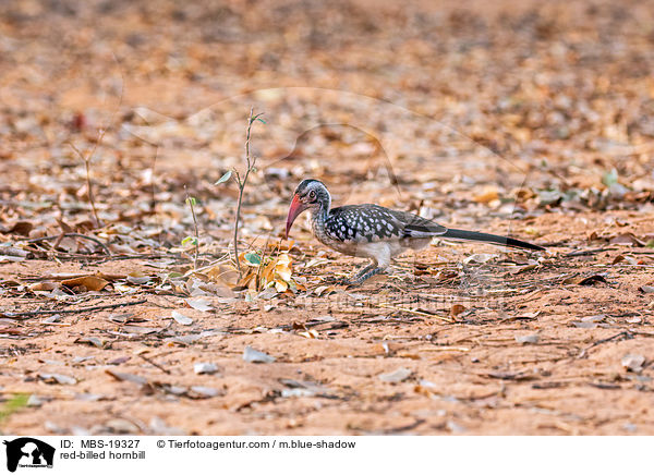 red-billed hornbill / MBS-19327