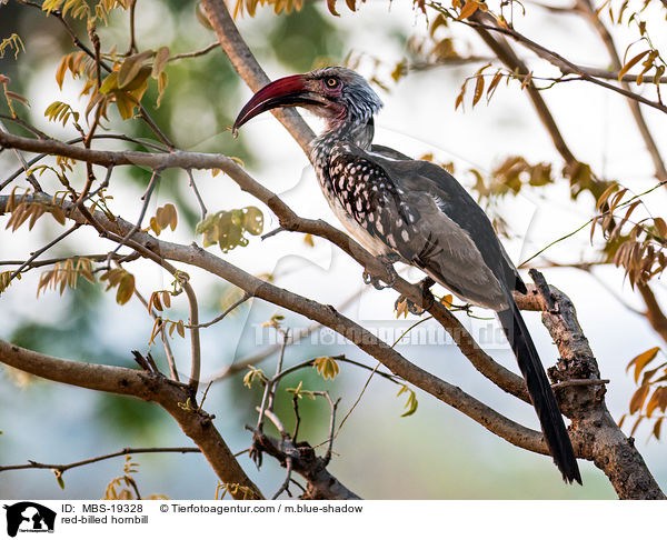 red-billed hornbill / MBS-19328