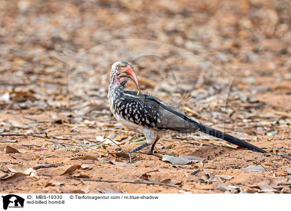 red-billed hornbill / MBS-19330