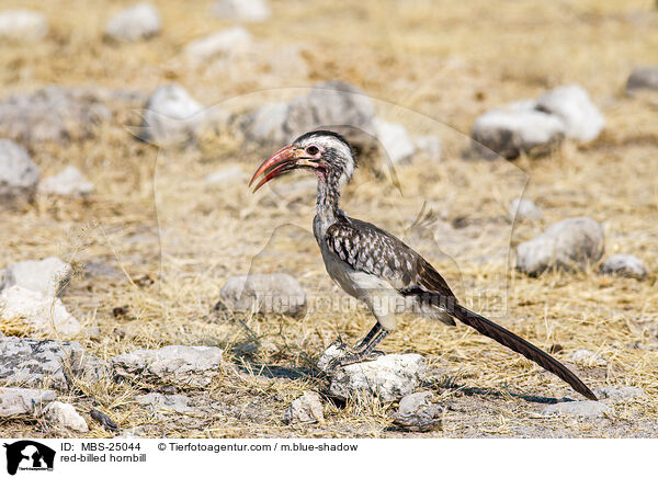 red-billed hornbill / MBS-25044