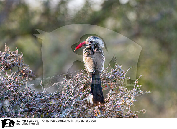 Rotschnabeltoko / red-billed hornbill / MBS-25068