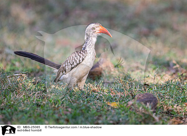 Rotschnabeltoko / red-billed hornbill / MBS-25085