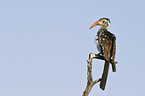 red-billed hornbill