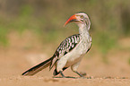 red-billed hornbill