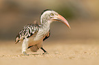 red-billed hornbill
