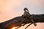 red-billed hornbill