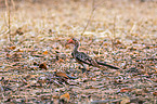 red-billed hornbill