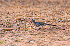 red-billed hornbill