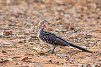red-billed hornbill
