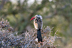 red-billed hornbill
