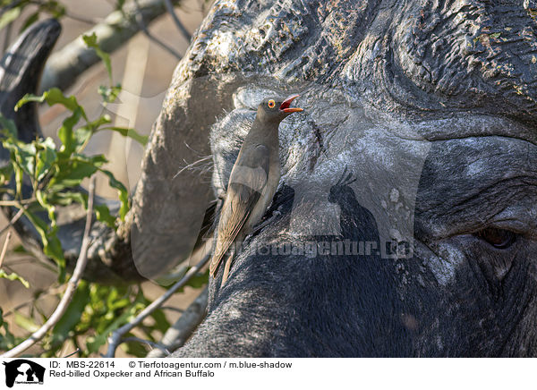 Rotschnabel-Madenhacker und Kaffernbffel / Red-billed Oxpecker and African Buffalo / MBS-22614