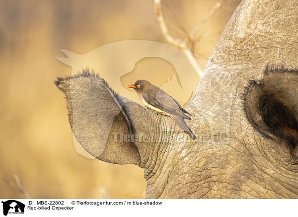 Rotschnabel-Madenhacker / Red-billed Oxpecker / MBS-22802