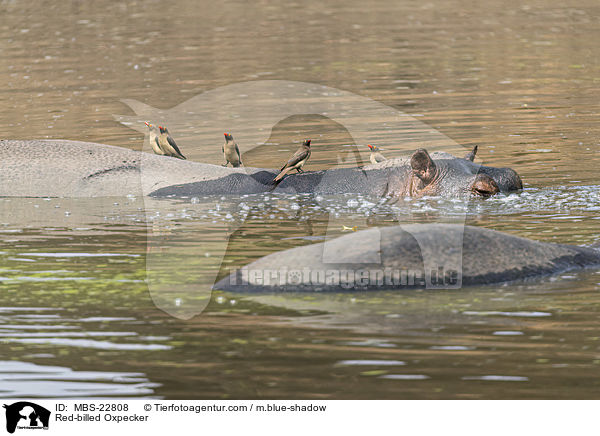 Red-billed Oxpecker / MBS-22808