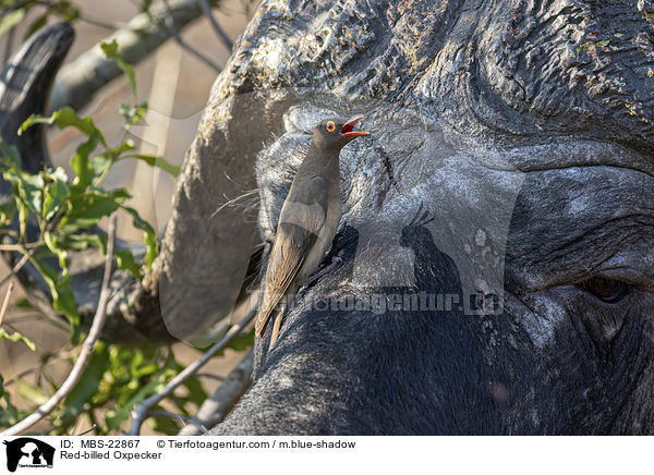 Rotschnabel-Madenhacker / Red-billed Oxpecker / MBS-22867
