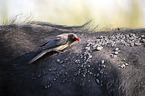sitting Red-billed Oxpecker