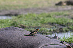 sitting Red-billed Oxpecker
