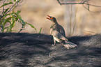 Red-billed Oxpecker