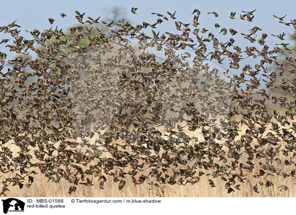 Blutschnabelweber / red-billed quelea / MBS-01588