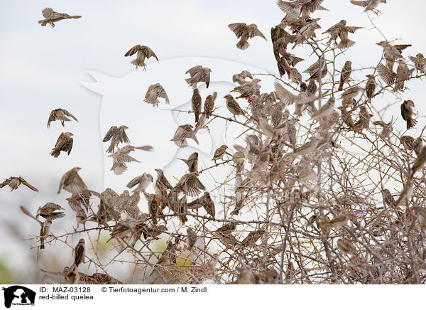 Blutschnabelweber / red-billed quelea / MAZ-03128