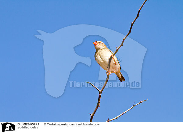red-billed qelea / MBS-05941