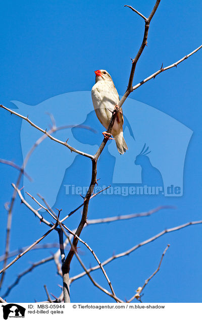 Blutschnabelweber / red-billed qelea / MBS-05944