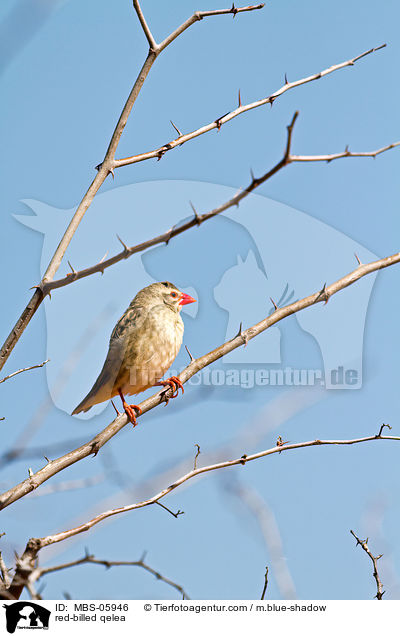 red-billed qelea / MBS-05946