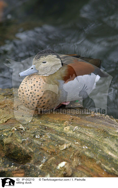 Rotschnabelente / sitting duck / IP-00210