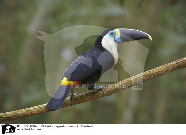 Weibrusttukan / red-billed toucan / JR-01604
