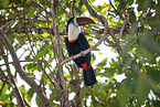 sitting Red-billed Toucan
