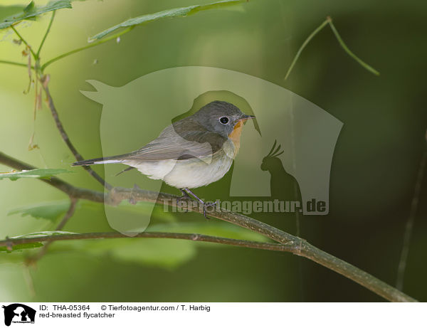 red-breasted flycatcher / THA-05364