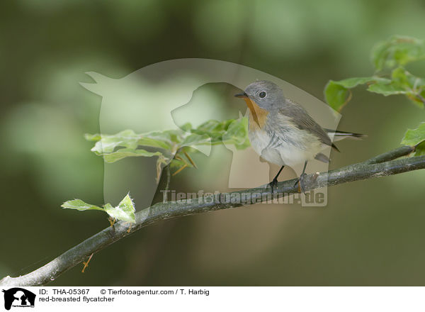 red-breasted flycatcher / THA-05367