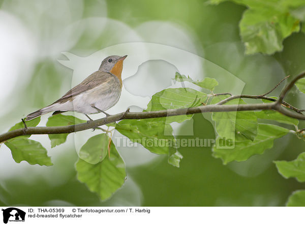 red-breasted flycatcher / THA-05369