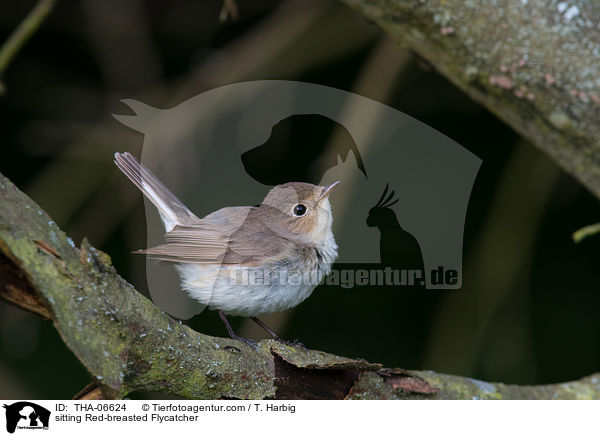 sitting Red-breasted Flycatcher / THA-06624
