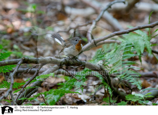 sitting Red-breasted Flycatcher / THA-06632