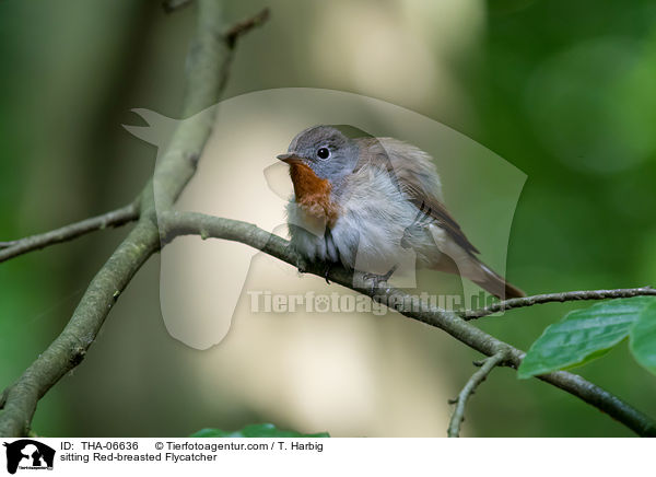 sitting Red-breasted Flycatcher / THA-06636